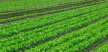 categoria-agricola